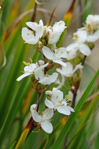 Libertia Grandiflora